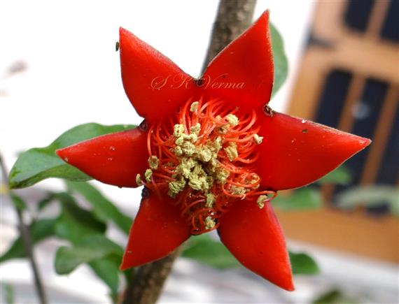  Flower with corolla removed